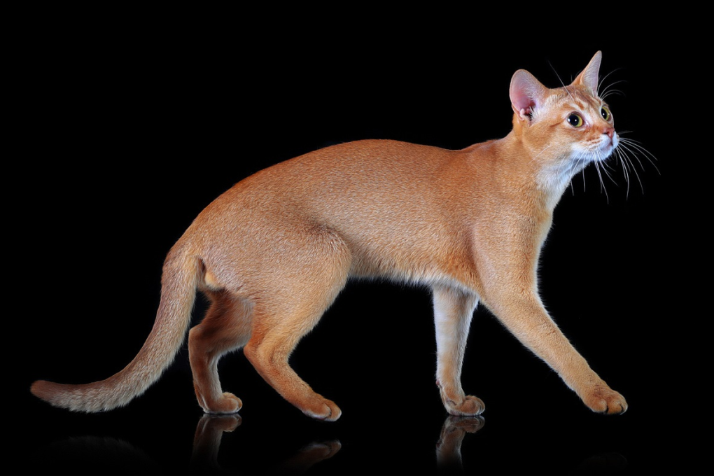 阿比猫(物种百科:阿比西尼亚猫)