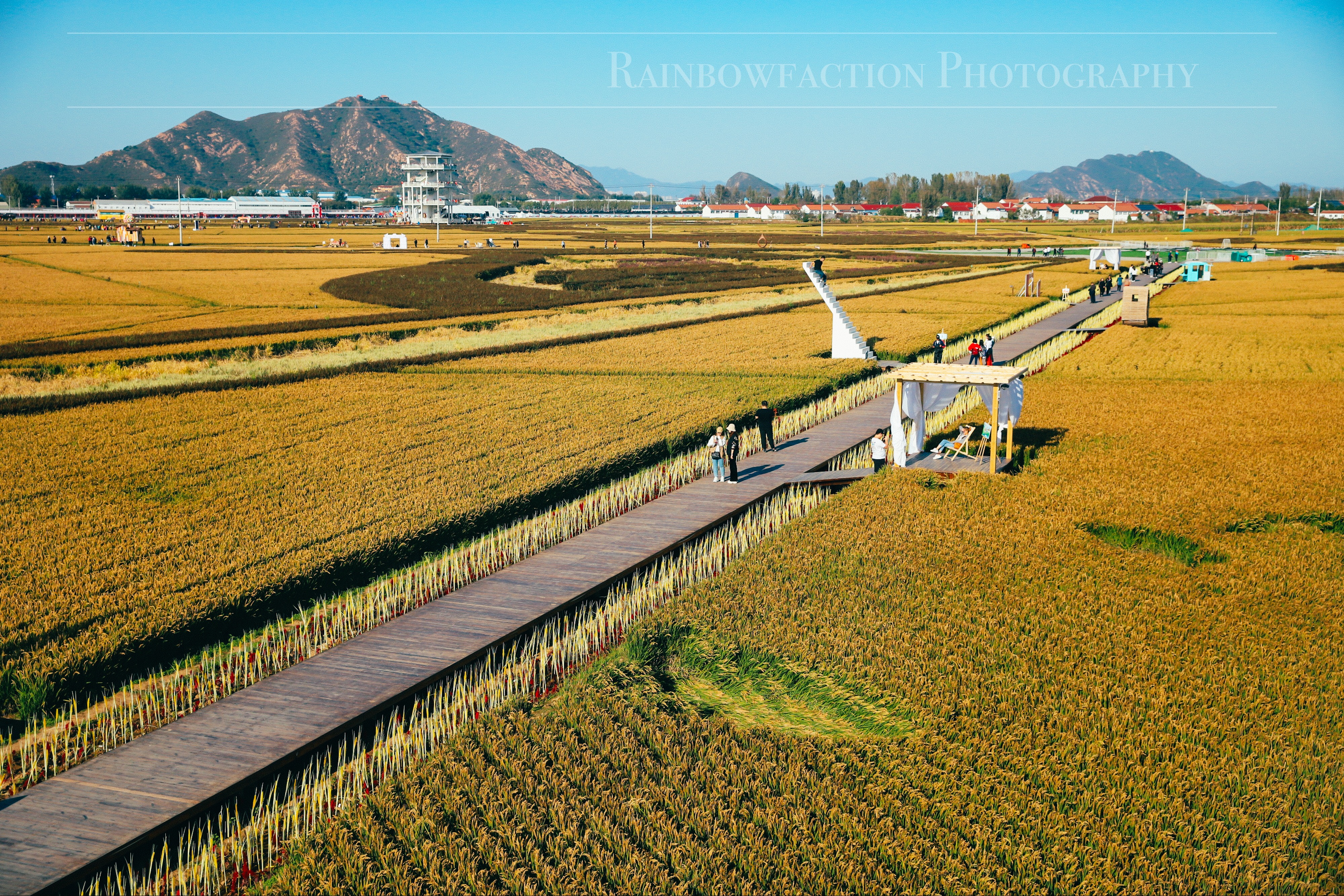 北京出发2小时，超美稻田免费玩～再不去后悔一年