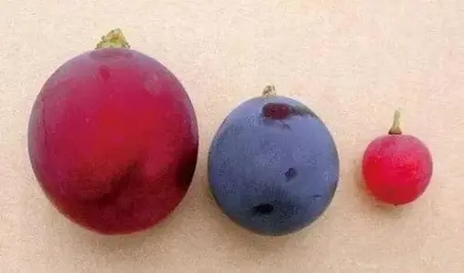 配种这种葡萄,历经近10年时间,经过多次配种开发浪漫红宝石终于问世