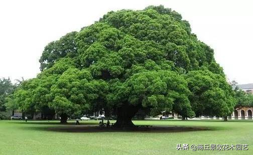 常绿乔木有哪些（70多种常用常绿乔木图例宝典）