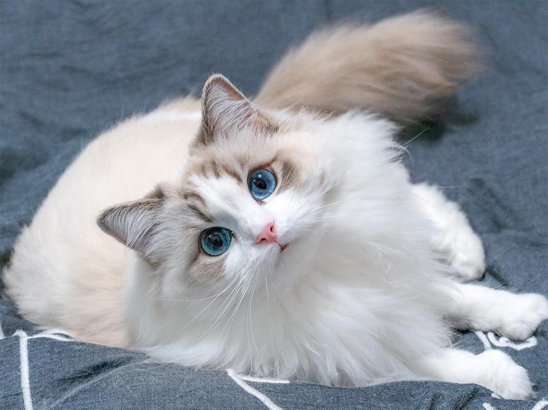 丁香色英短一般多少钱布偶猫丨海