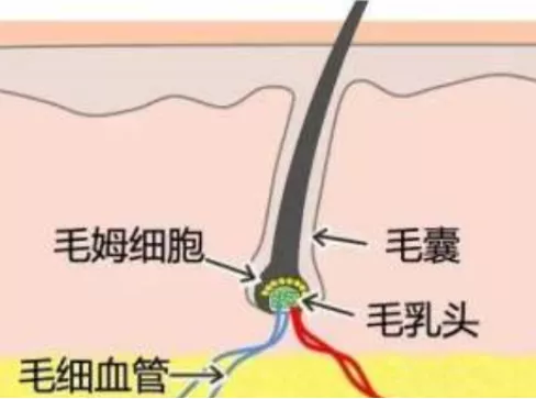 脱发人士必看:拯救发量的N个办法,到底哪个最靠谱?