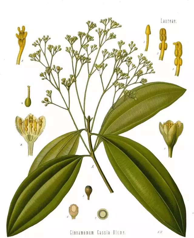 广西为什么被称为“八桂”大地？