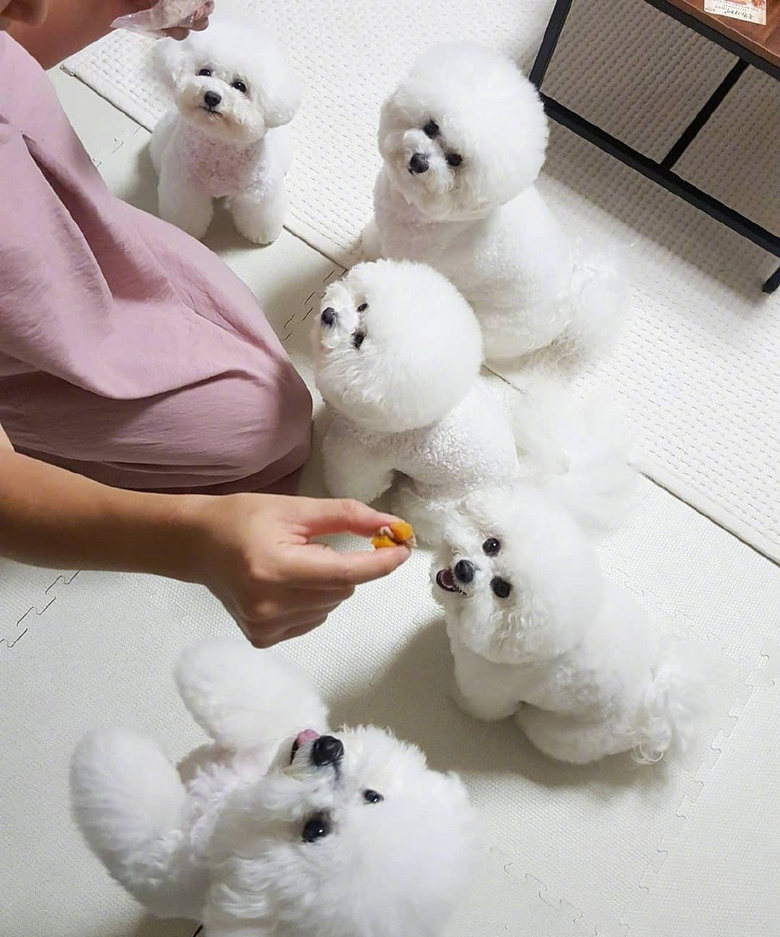 比熊犬:可以说是最好养的犬种之一,养一只不后悔