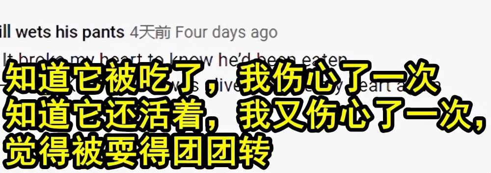 日本主播把养了100天的宠物猪烤着吃了，结果不到10天猪又复活了