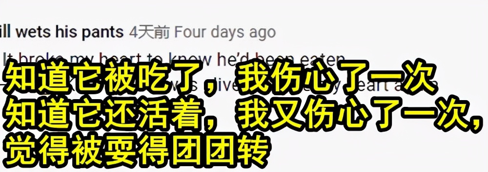 日本主播把养了100天的宠物猪烤着吃了，结果不到10天猪又复活了