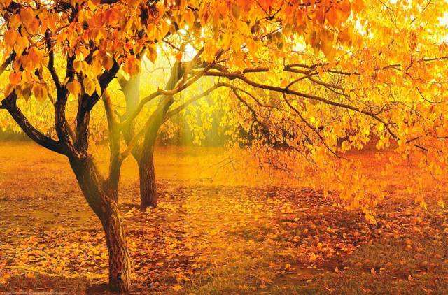 古诗词里的秋天，美得悲凉
