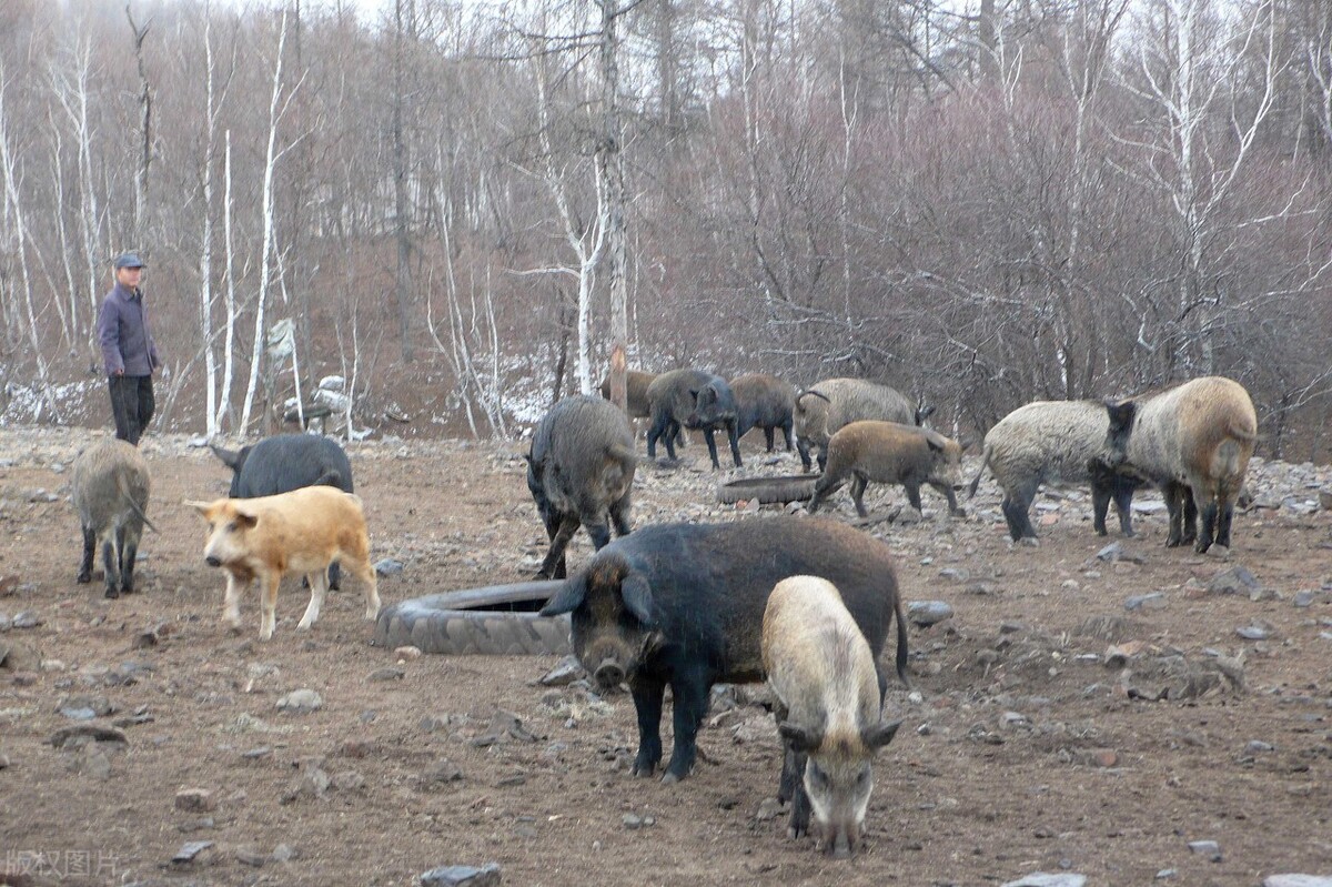 老猎人利用野猪好色的特点巧设“美猪计”，不猎而获一群野猪