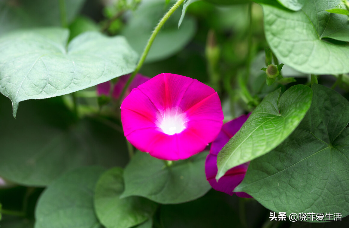 野外游玩，11种有毒植物，注意不要误食，安全第一