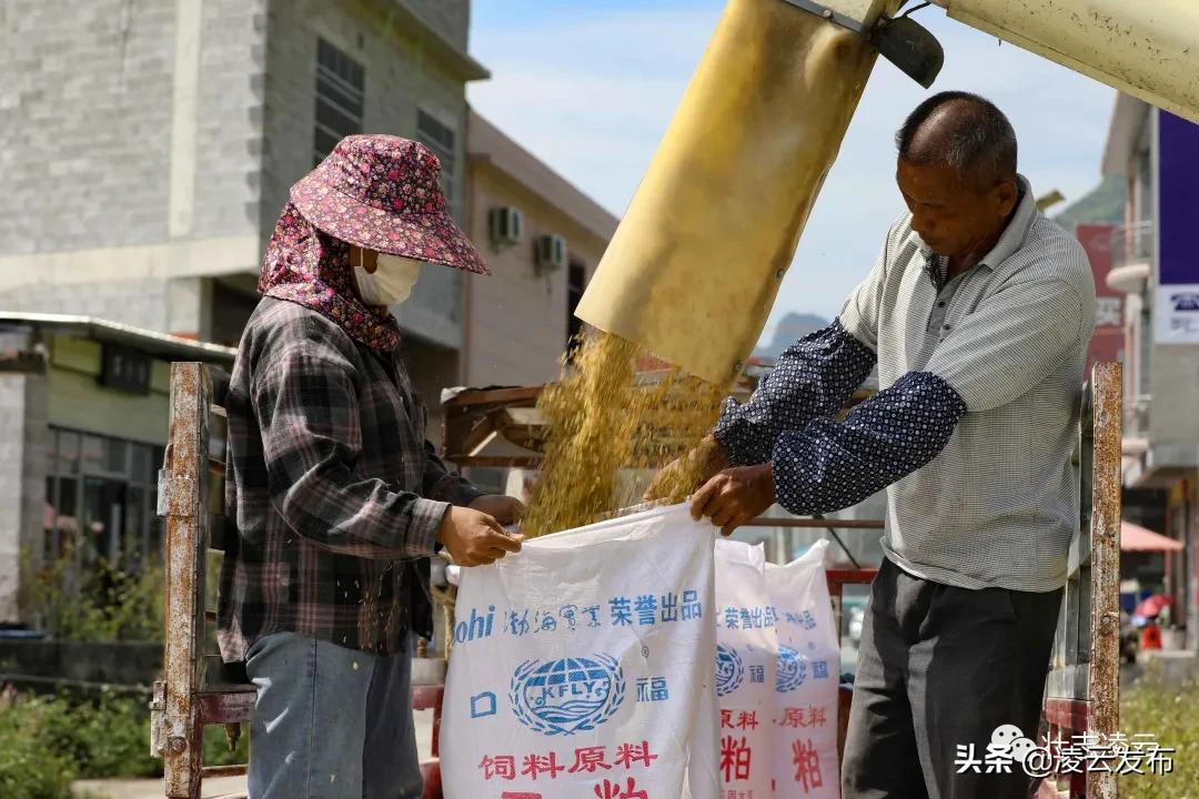 【乡村振兴】金黄色的稻田，是一幅秋天的图画