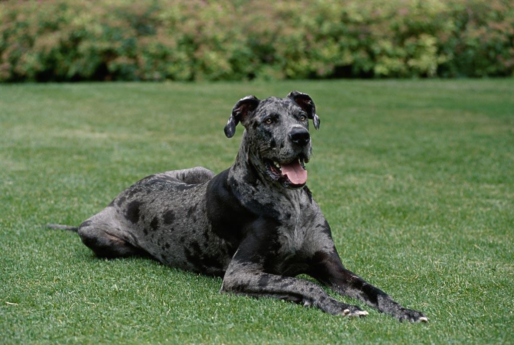 盘点世界十大大型犬排名，你都认识吗？
