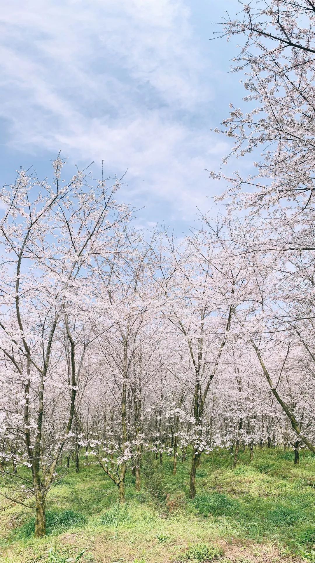 苹果怎么打开闪光灯（苹果怎么打开闪光灯一直闪）-第40张图片-昕阳网