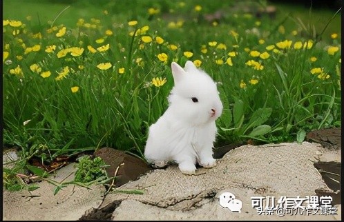 优秀作文精选：可爱的小白兔