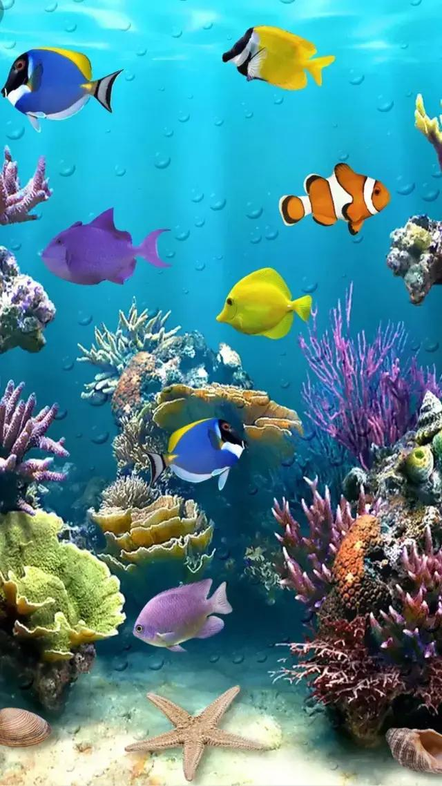 海底世界是什么样子的全屏海底世界动态壁纸