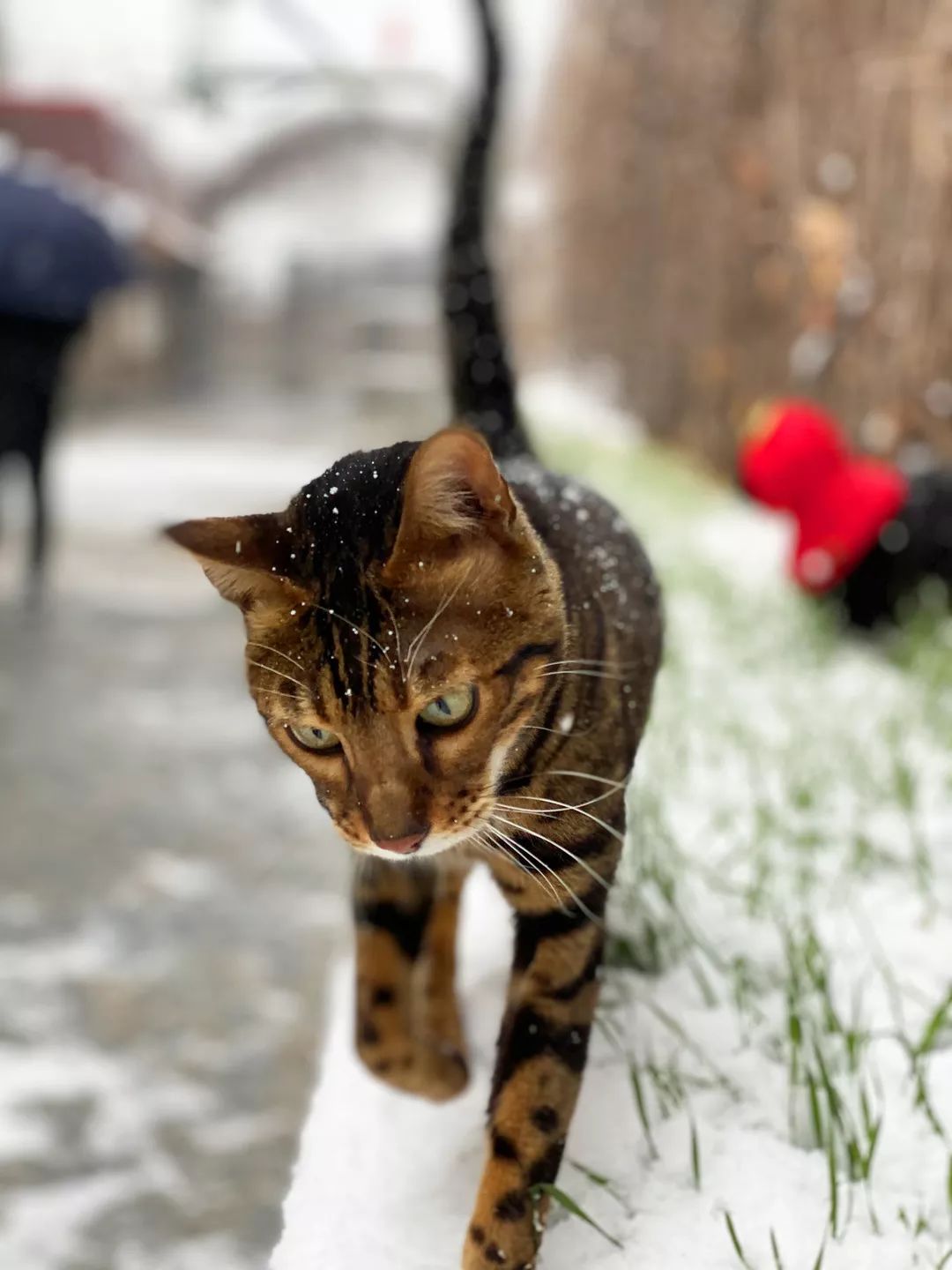 下雪啦！——总有些事不负所望