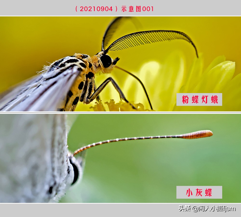 外观上蛾与蝶的区别