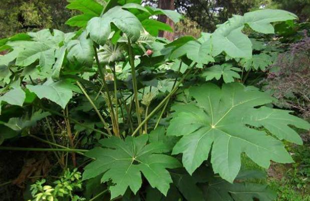 通草多少钱一斤(山中常见的一种草) - 价格百科