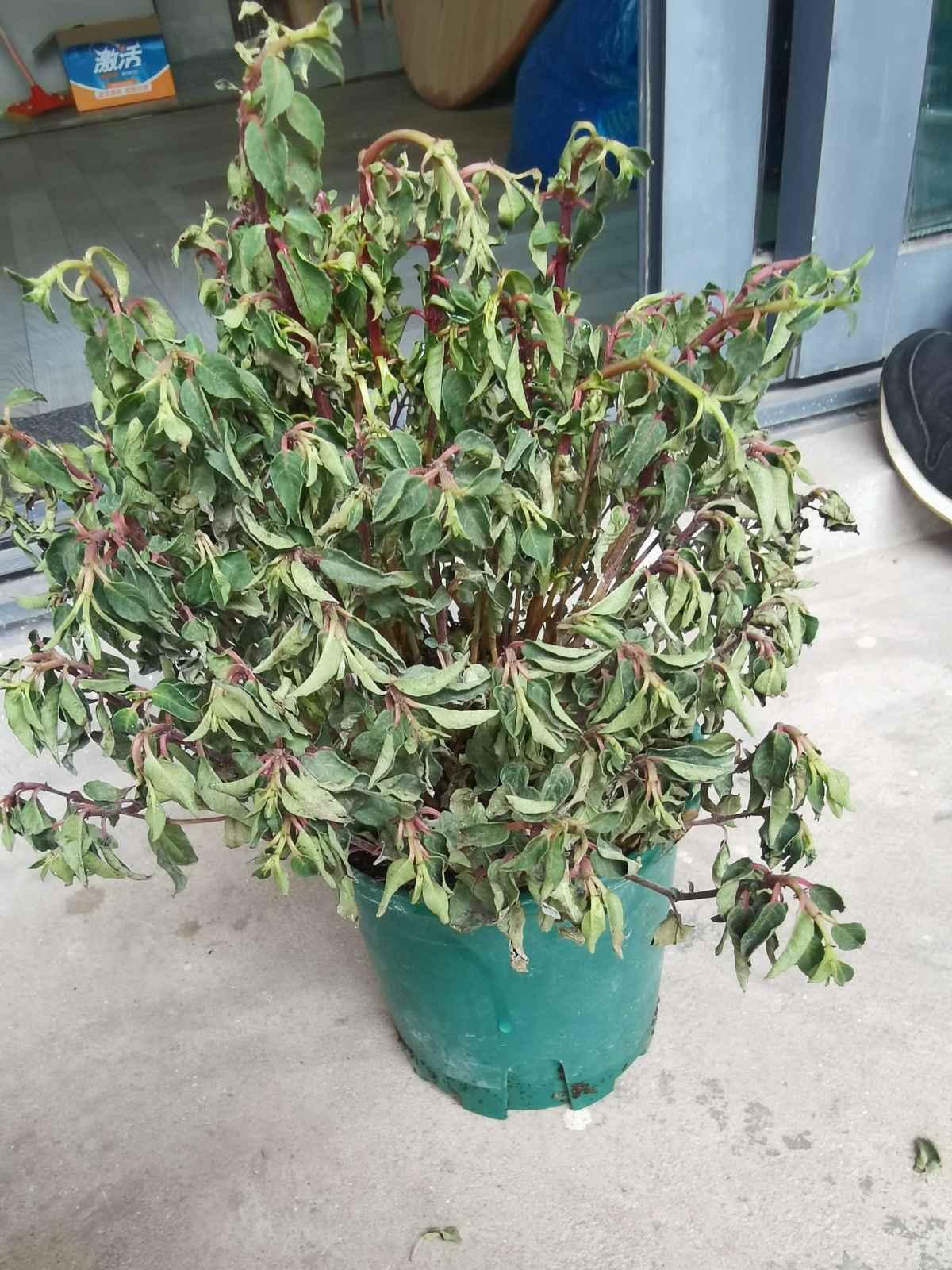 植物轻微烂根,可以依靠自愈能力,做好3点最重要