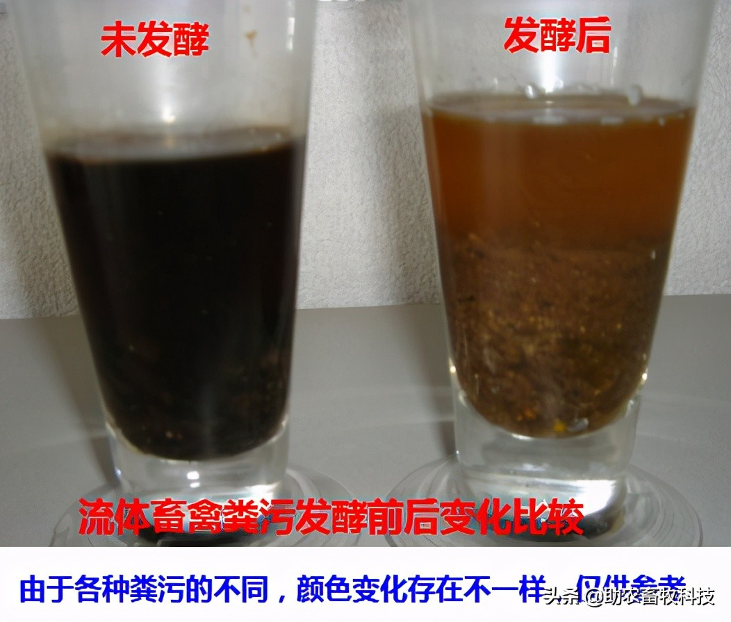 猪粪与猪粪水直接做肥料的危害及无害化发酵处理技术