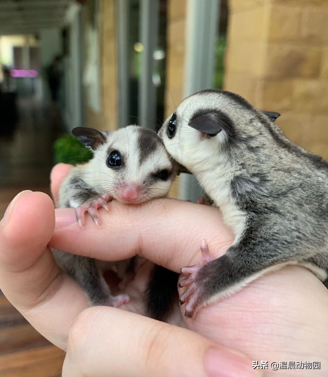 辟谣:蜜袋鼯发出叫声不用在意?不,它们发出的五种声音都有含义