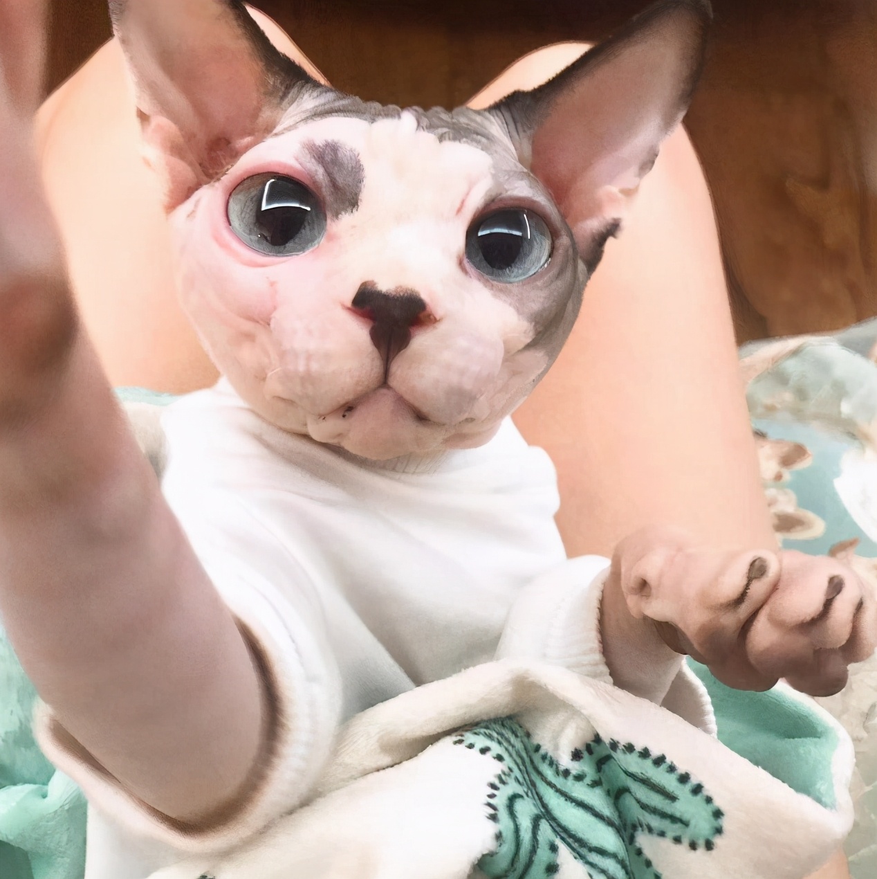无毛猫那么丑，为什么还有那么多人养？这几点实在太香了