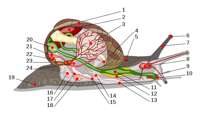 蜗牛的种类（带你来了解蜗牛的身体结构特征）