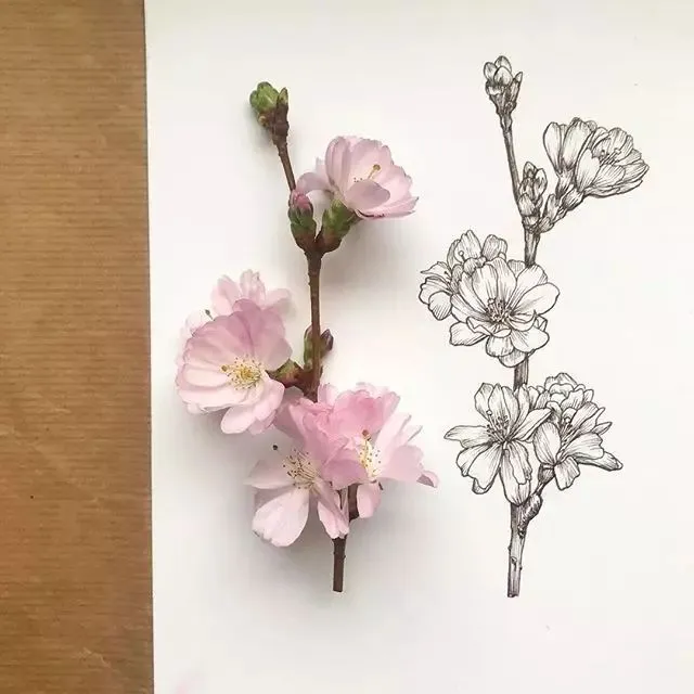 让人尖叫的手绘线描,每天一幅画孩子基本功飙升