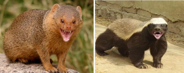 图为:左猫鼬和右平头哥蜜獾除了昆虫,毒蝎毒蛇也是猫鼬的美食,因为