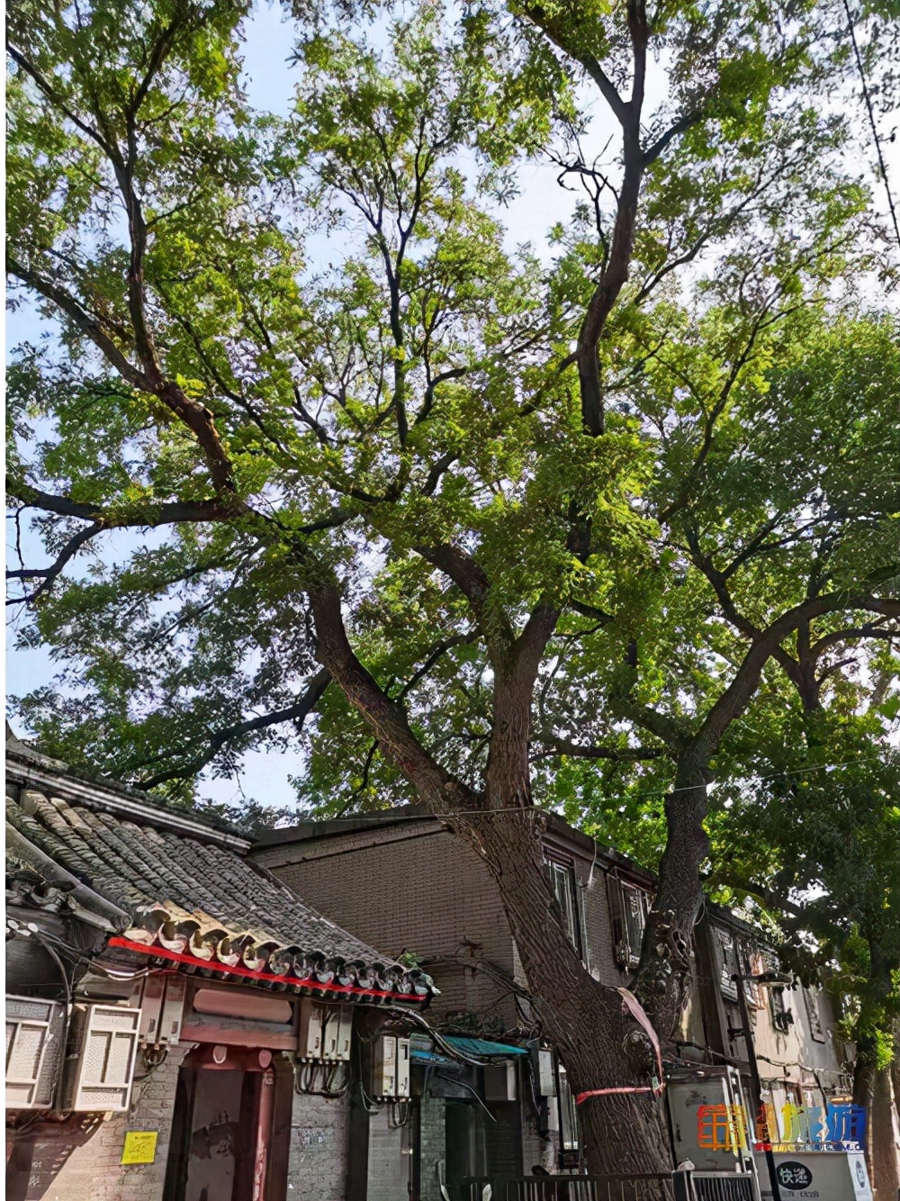 胡同记忆 | 漫步北京胡同 情系历史文脉
