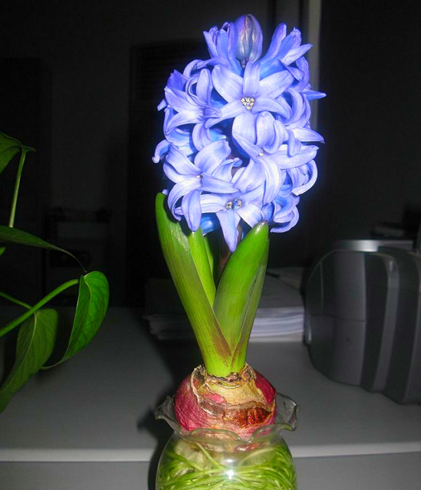 5种常见水培植物,养好有妙招,一起看一看