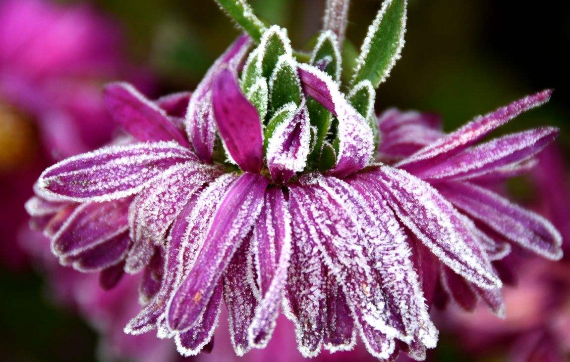 霜字唯美的句子_晶羽文学网