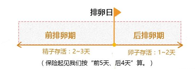 排卵期该咋计算，看完就知道！网友：我一男的进来，看的津津有味