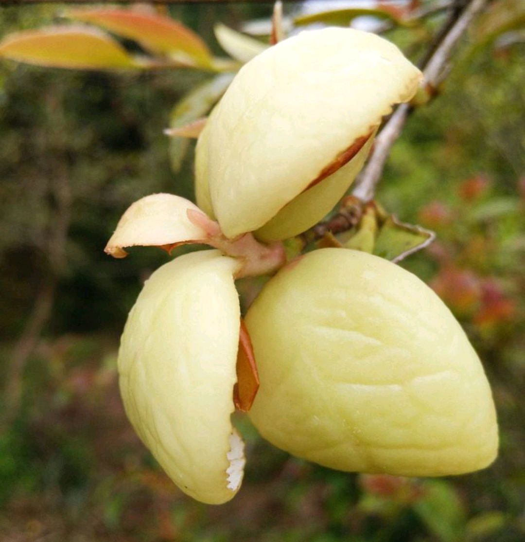 又叫茶泡,它是长在油茶树上的一种变异的组织,厚厚的肉质的果子,摘