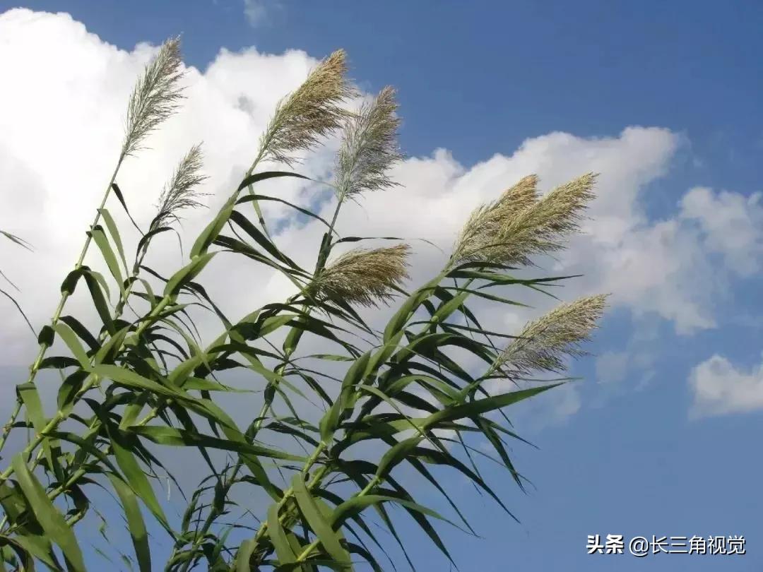 秋天芦花照片图片