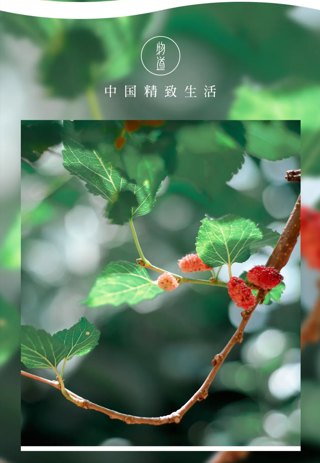 桑椹是什么,桑葚是什么季節成熟