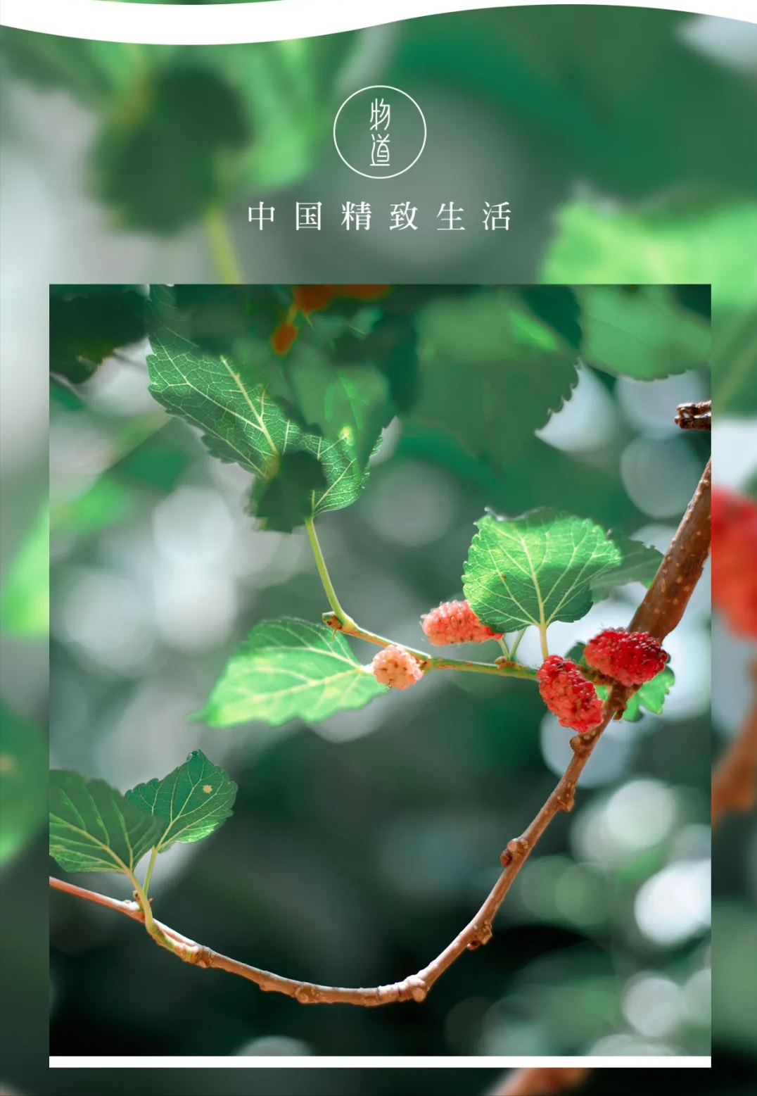 桑椹是什么,桑葚是什么季节成熟