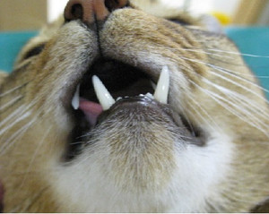 猫下颌脱位图片