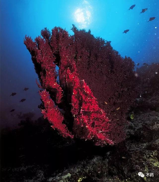 红珊瑚收藏购买必知！