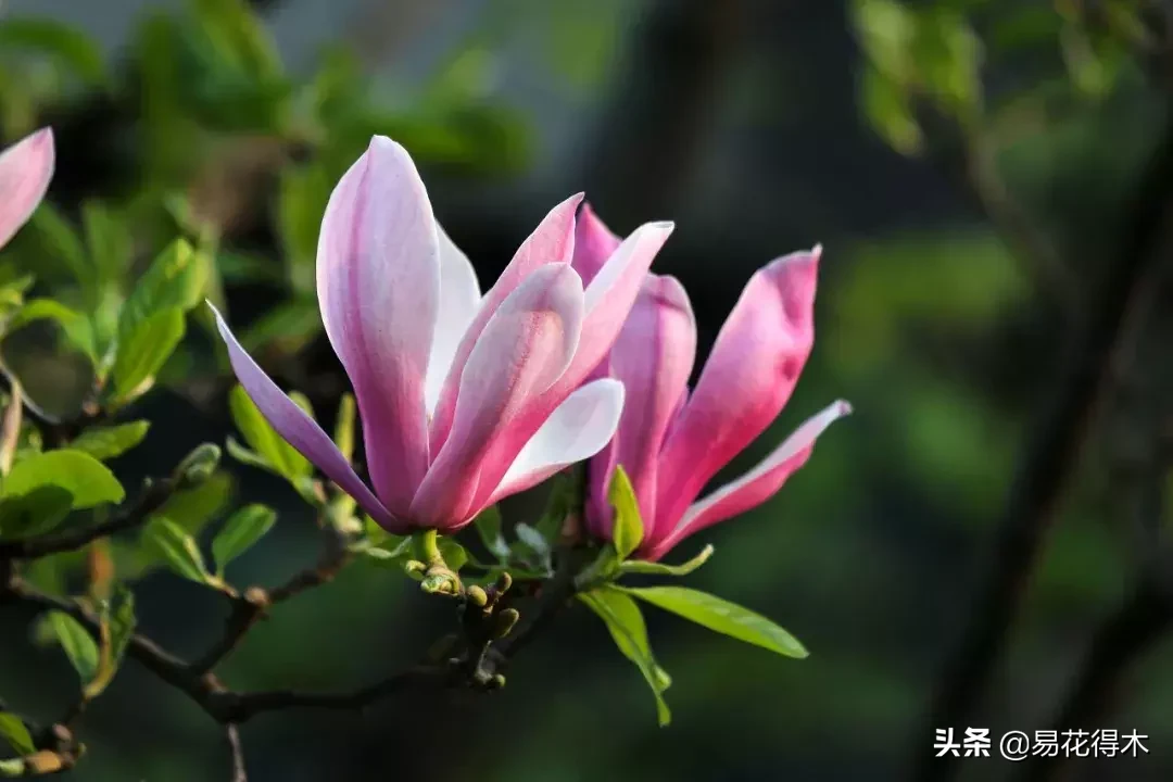 玉兰、紫玉兰、广玉兰、白兰花、木兰、望春、辛夷分别是什么花?