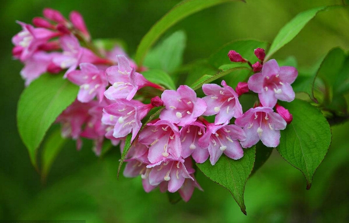 锦带花:花色艳丽的锦带花,栽培与修剪