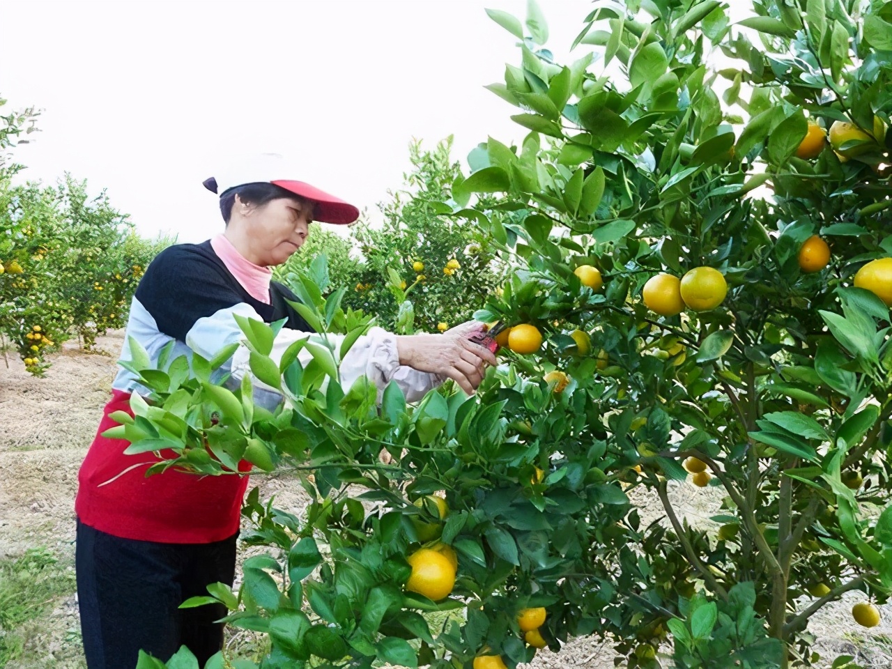 皇帝柑最新价格：靓果订购价高达2.5元，小果低至1.1元