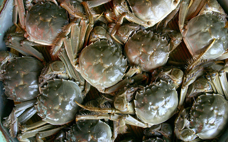 保存螃蟹时,直接放冰箱是大忌,教你1个妙招,放7天都鲜活好吃