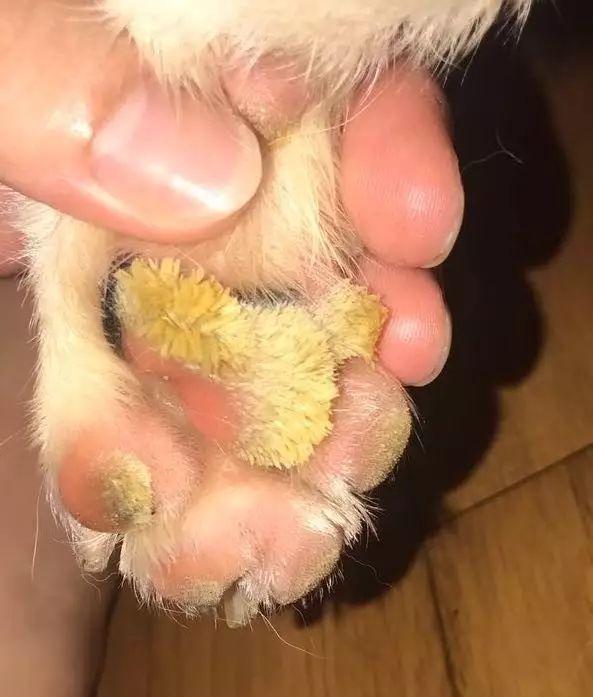 狗狗脚底变牙刷?狗脚垫长了硬毛,这是脚垫过度角化