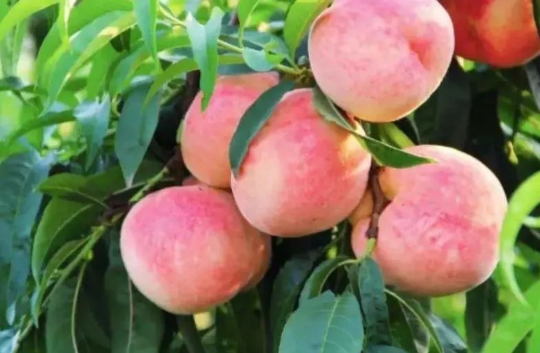 青春不散场，未来皆可期！高考毕业旅行季，我在蓬莱等你！