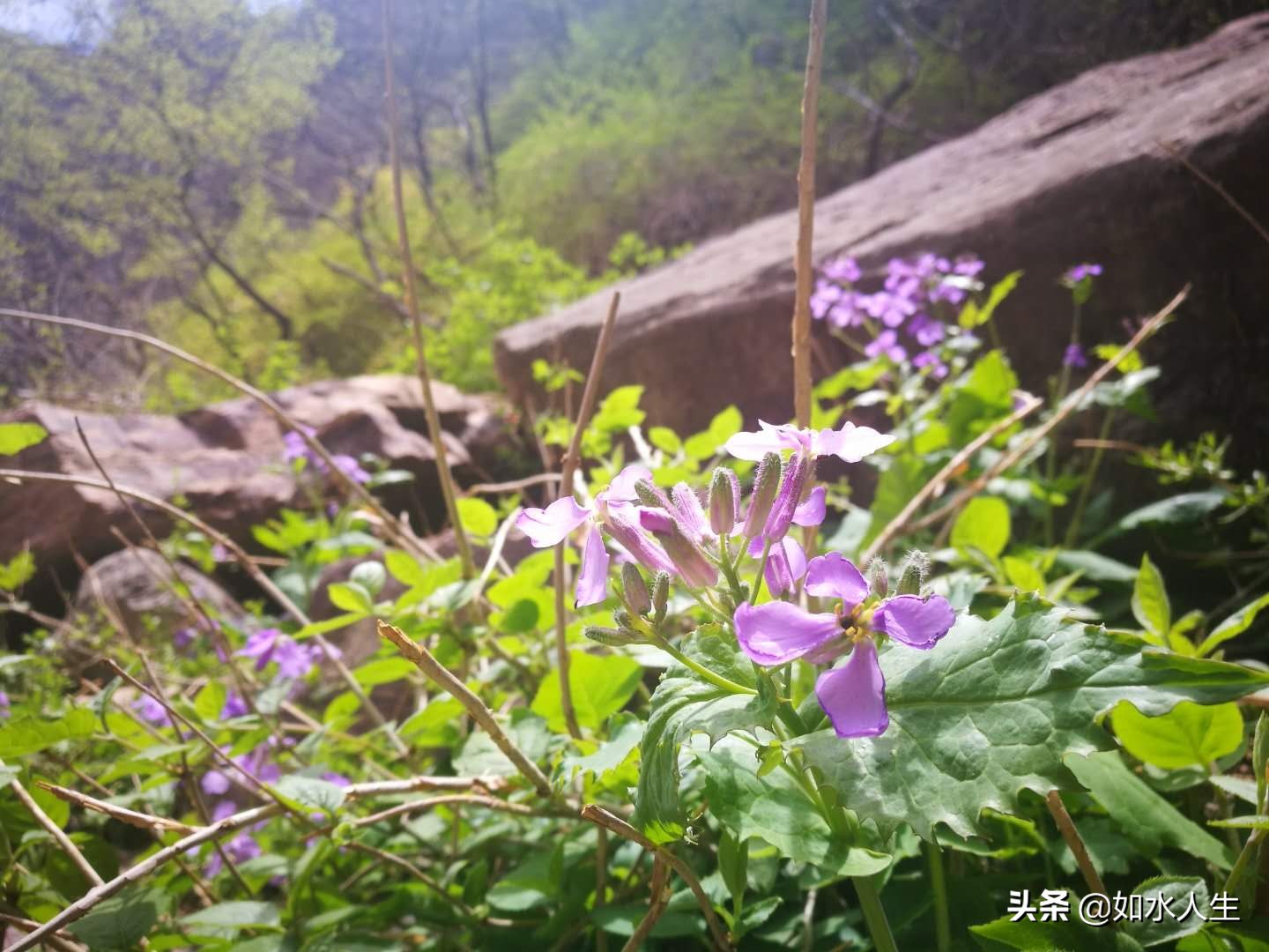 春游天平山