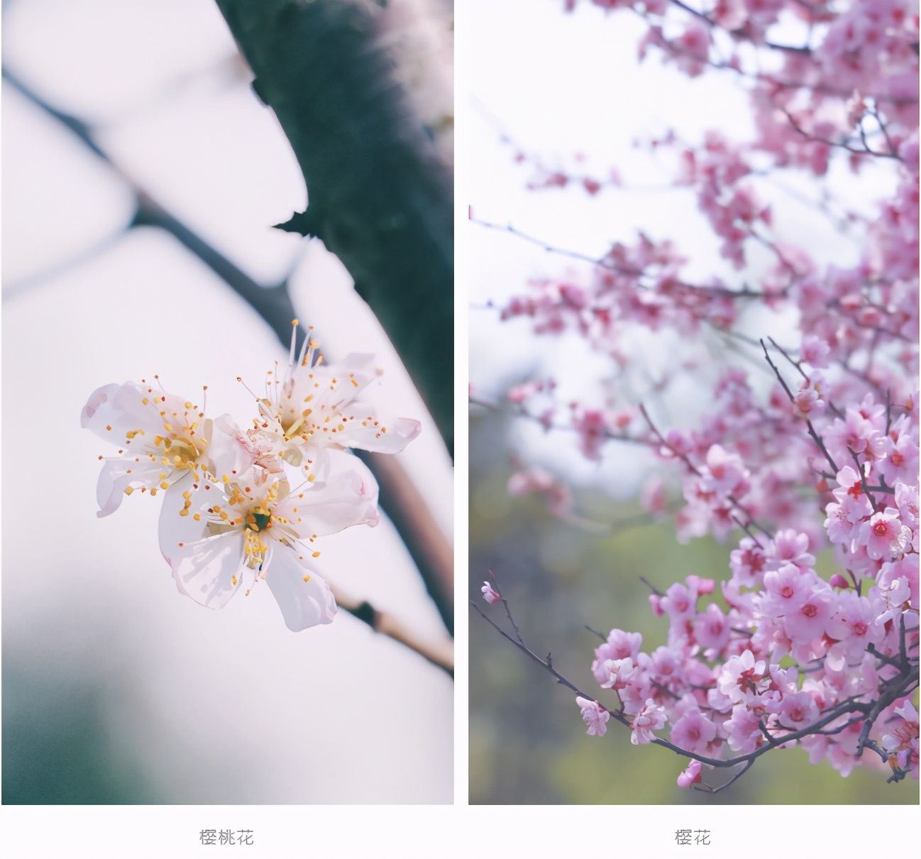 神仙颜值，惊艳来袭！中南大学“最美校花”高清大图曝光！