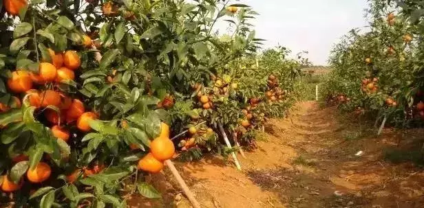 果大皮薄风味好:茂谷柑有这么多优点,为什么还是比不上沃柑?