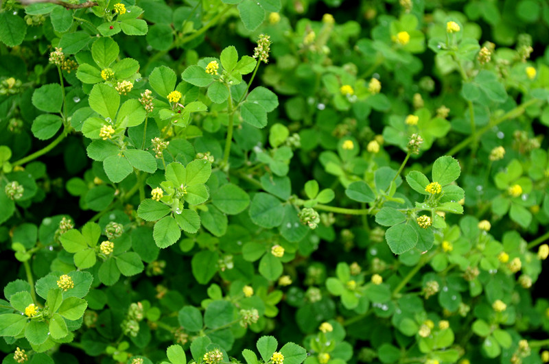 专用于"萺蓿"即现在的苜蓿,苜蓿是苜蓿属植物的通称,俗称金花菜,是一