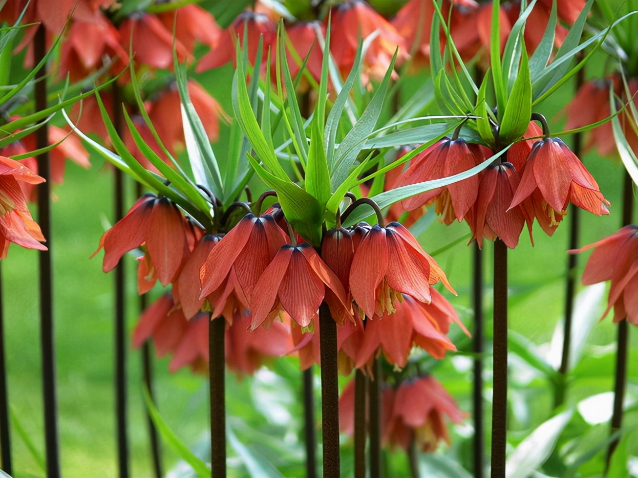 酷似裸体男人的意大利红门兰(世上没有最漂亮的花,只有更漂亮更奇特的