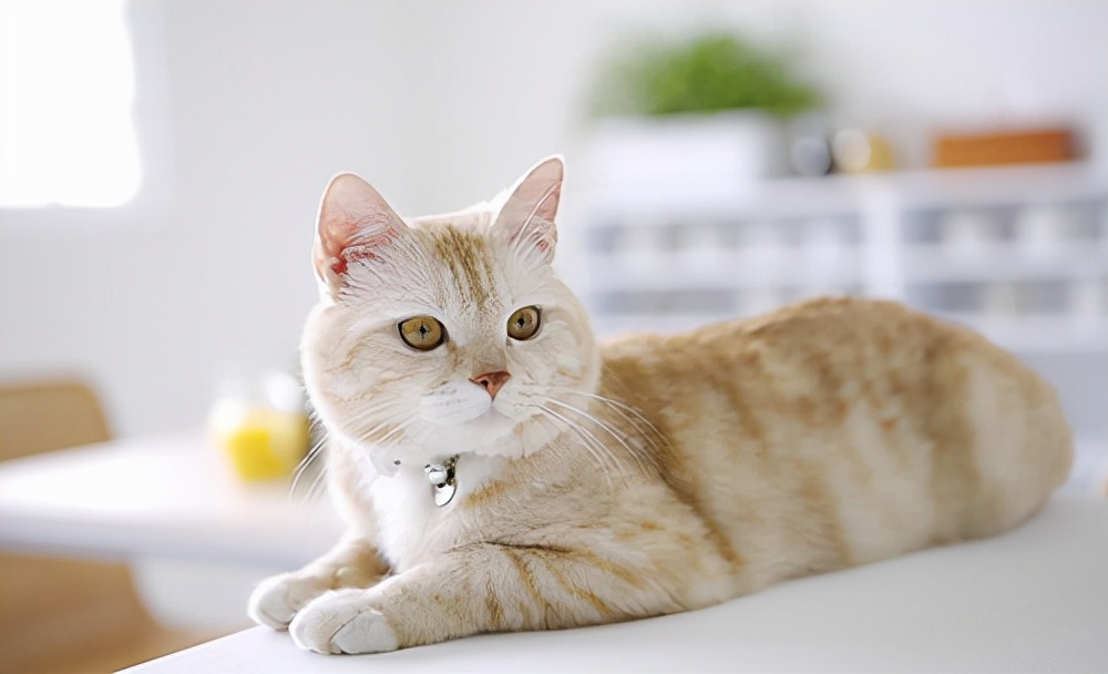 猫咪拉稀的原因，该怎么治？